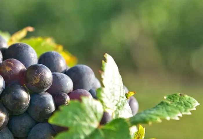 V0681 - Climatise En Bord De Pour 6 Couchages Vias