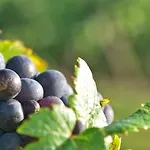 V0681 - Climatise En Bord De Pour 6 Couchages Vias